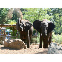 Billet réduit Zoo de la Flèche