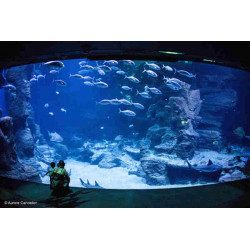 Tarif billet visite aquarium planetocean World Montpellier