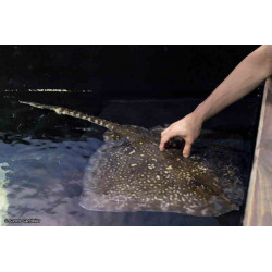 prix billet visite aquarium planetocean World Montpellier